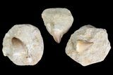 Lot: - Fossil Mosasaur Teeth In Rock - Pieces #83221-2